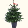 Nordmanntanne Weihnachtsbaum im Topf gewachsen 100 - 120 cm