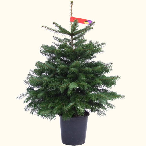 Nordmanntanne Weihnachtsbaum im Topf gewachsen 120 - 140 cm