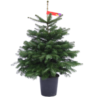 Nordmanntanne Weihnachtsbaum im Topf gewachsen 120 - 140 cm